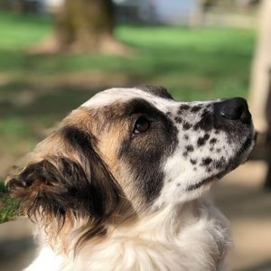 Meet your Posher, Alexander